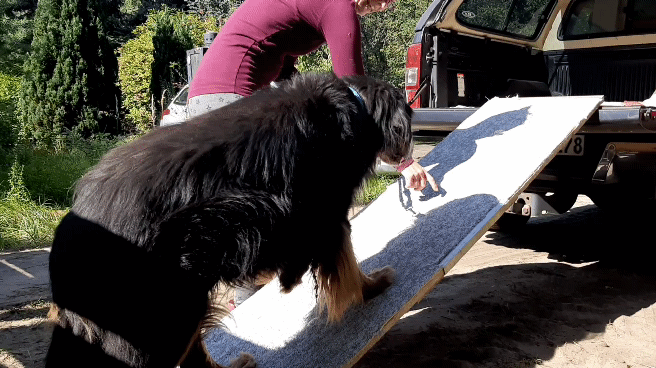 Auch f&uuml;r arthrotische Hunde (14 Jahre junger Herr) sehr sicher